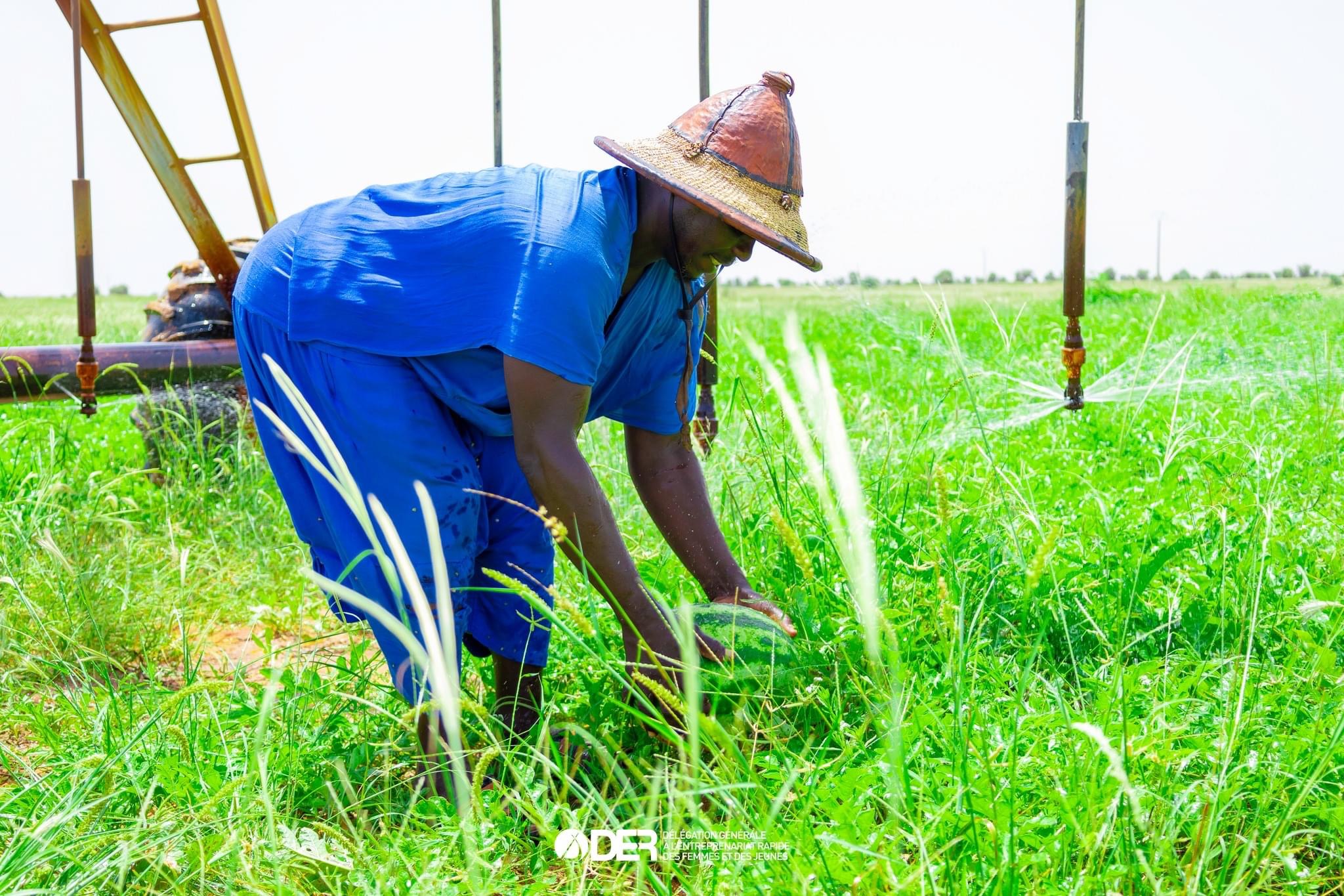Agriculture universitaire : l’Ucad récolte 87 tonnes d’oignons à l’hectare grâce à son champ-école