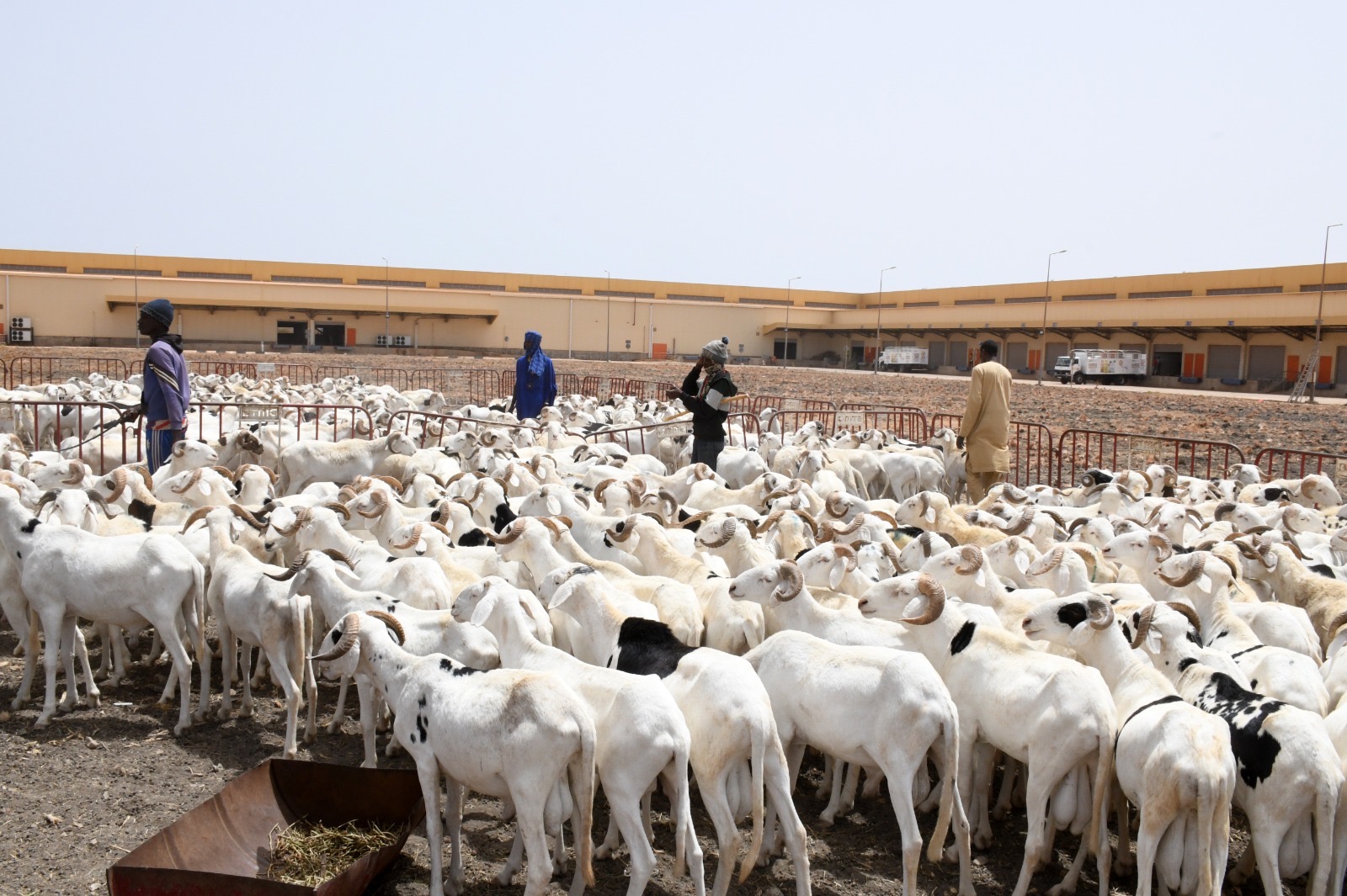 Tabaski 2026 : légère baisse du cheptel ovin disponible au Sénégal, les autorités rassurent sur l’approvisionnement