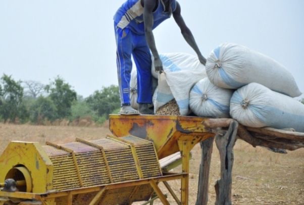 Fatick / Djilor : à Waladec, des producteurs d’arachide dénoncent des impayés et crient à l’escroquerie