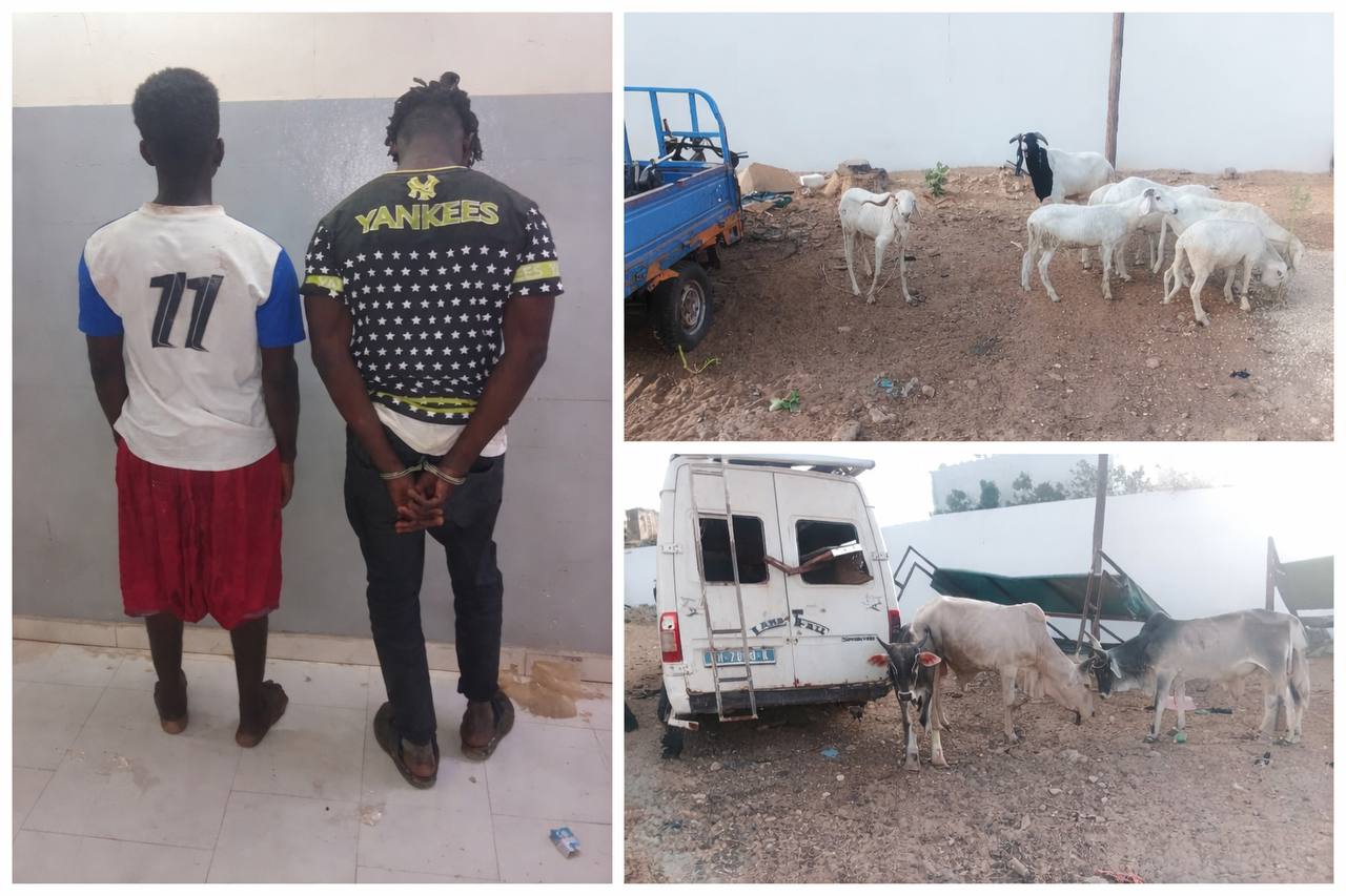 Kaolack-Ndorong : démantèlement d’un réseau de vol de bétail, deux suspects arrêtés, un complice en fuite