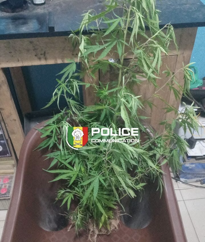 Thiès : un appartement transformé en mini-plantation de cannabis, un suspect arrêté