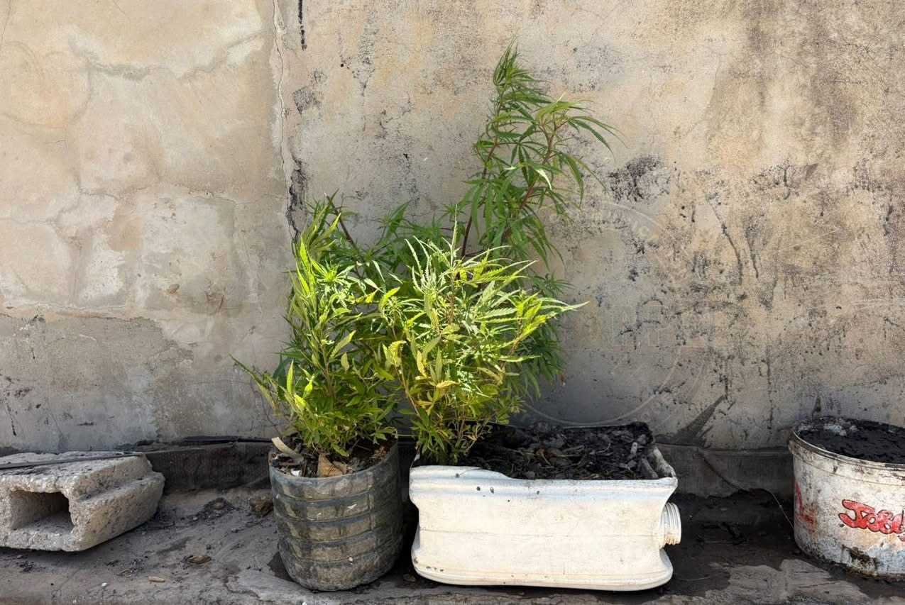 HLM Grand Yoff : un dealer transforme sa maison en champ de cannabis