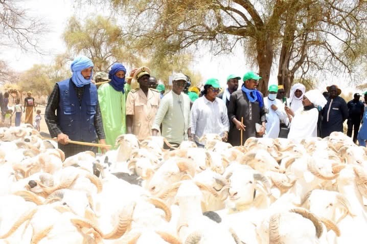 Tabaski 2026 : 584 418 moutons déjà enregistrés, en hausse par rapport aux 547 997 de la même période en 2025