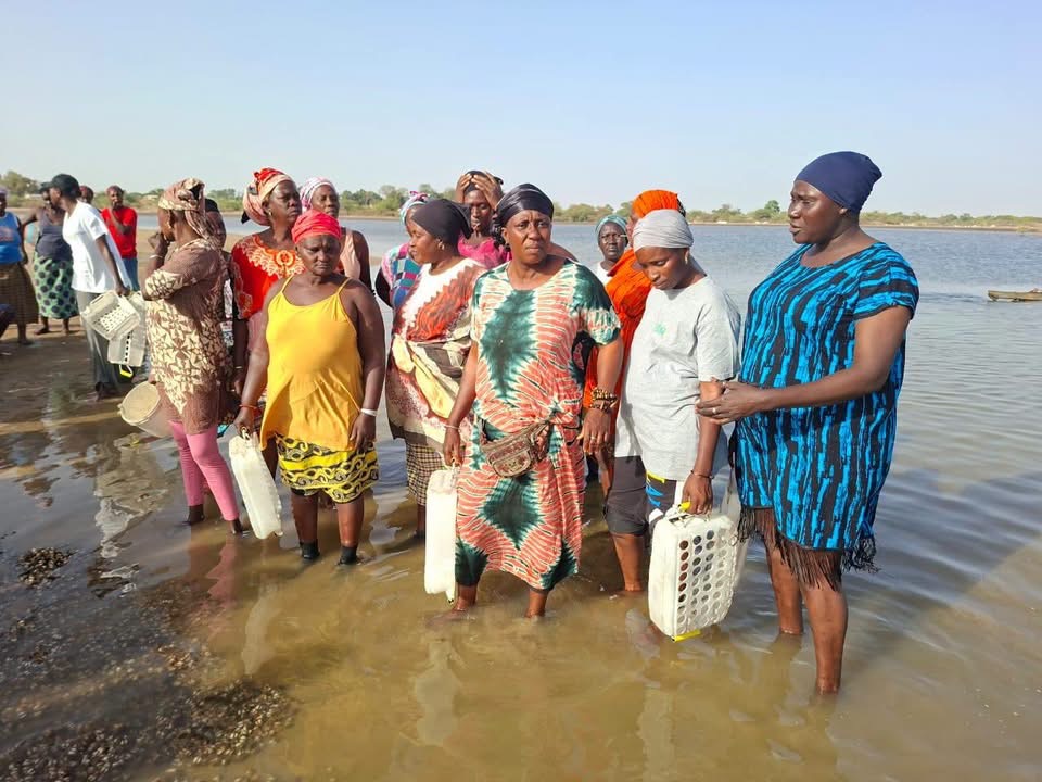 Toubacouta/ Aquaculture :  l’ANA forme 30 femmes à la régénération durable des vasières et au repeuplement des arches