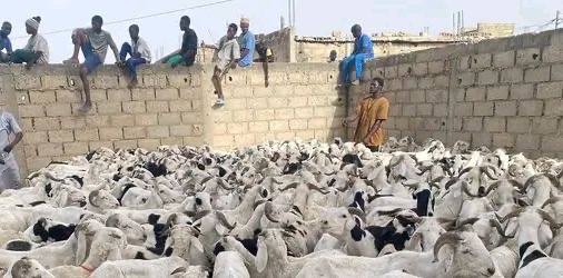 Kaolack-Tabaski 2026 : Cheikh Mahy Cissé offre 480 moutons aux familles vulnérables de Médina Baye