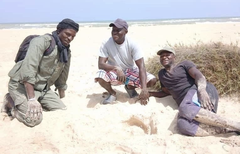 Saint-Louis : découverte remarquable d’un nid de tortue caouanne dans une aire protégée à Gabar I
